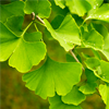 Ginkgo biloba - Prostatricum Composition 