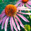 Echinacea - Prostatricum Composition 